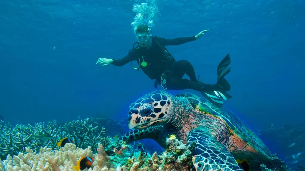 Discover Incredible Things to Do and See The Great Barrier Reef