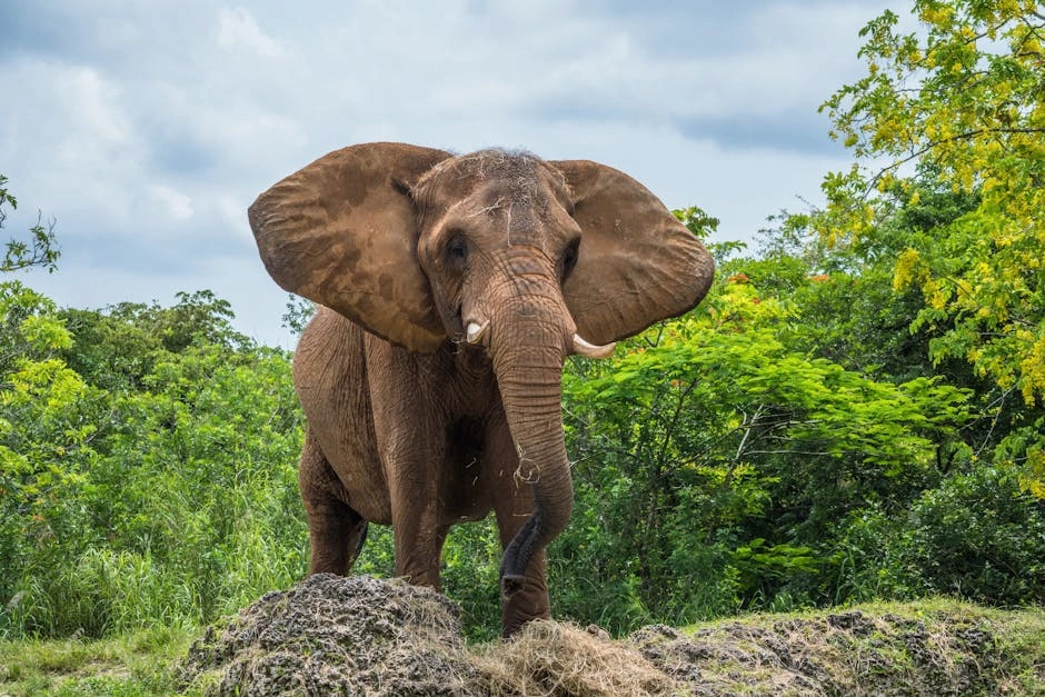 Unforgettable Wildlife Safari Destinations You Must Visit